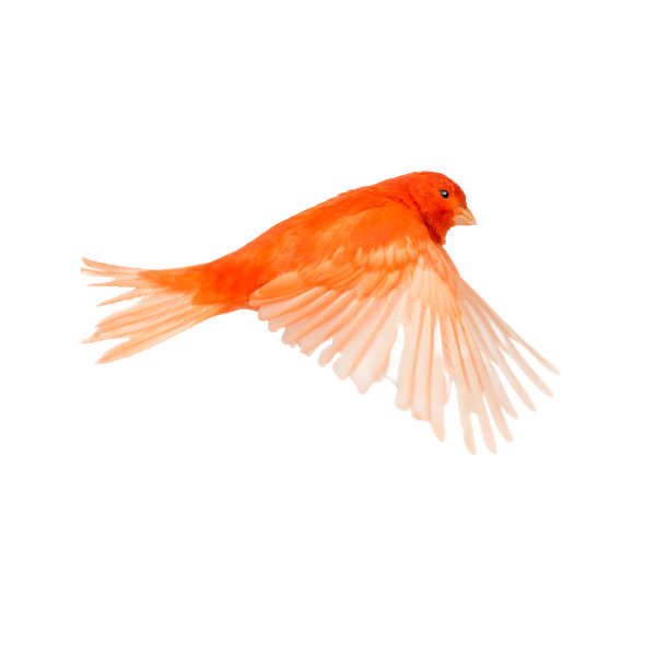 Canario color - Nosotros 2