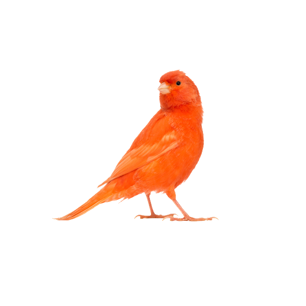Canario de color - Nosotros